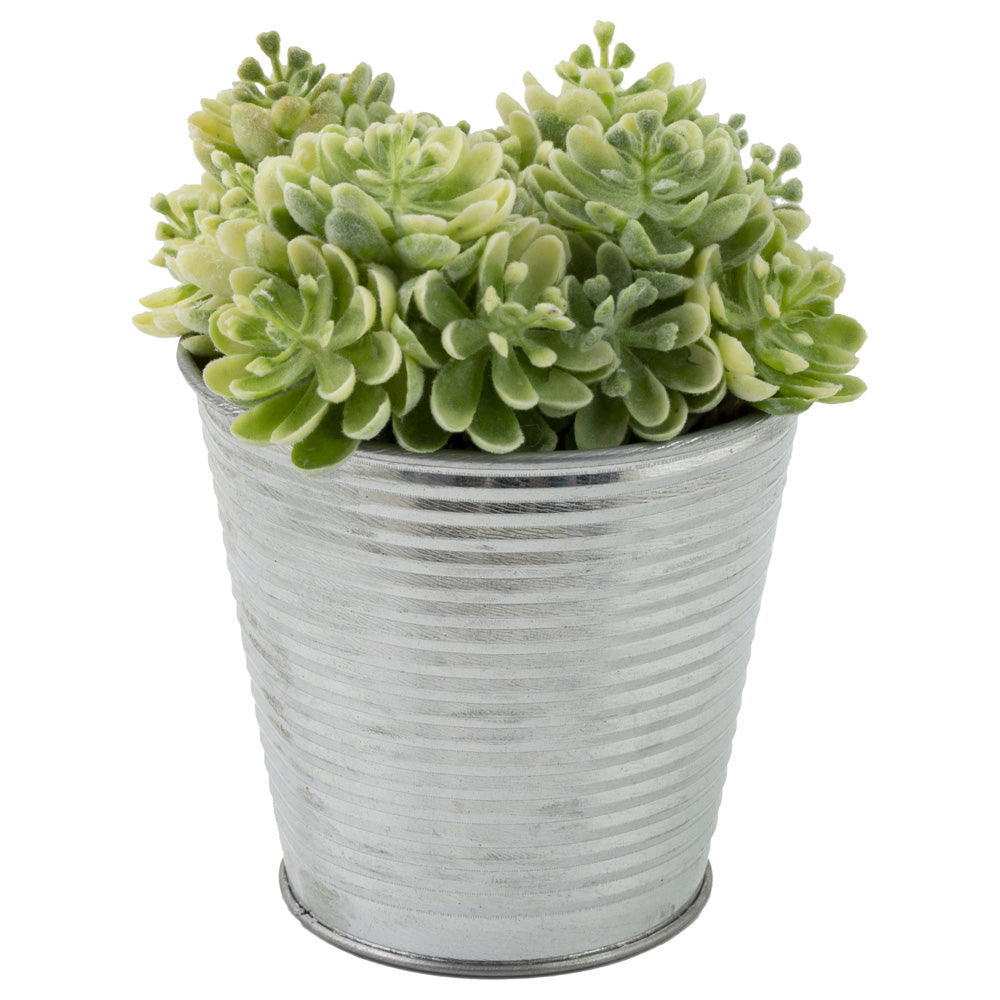 GREEN SEDUM METAL CAN