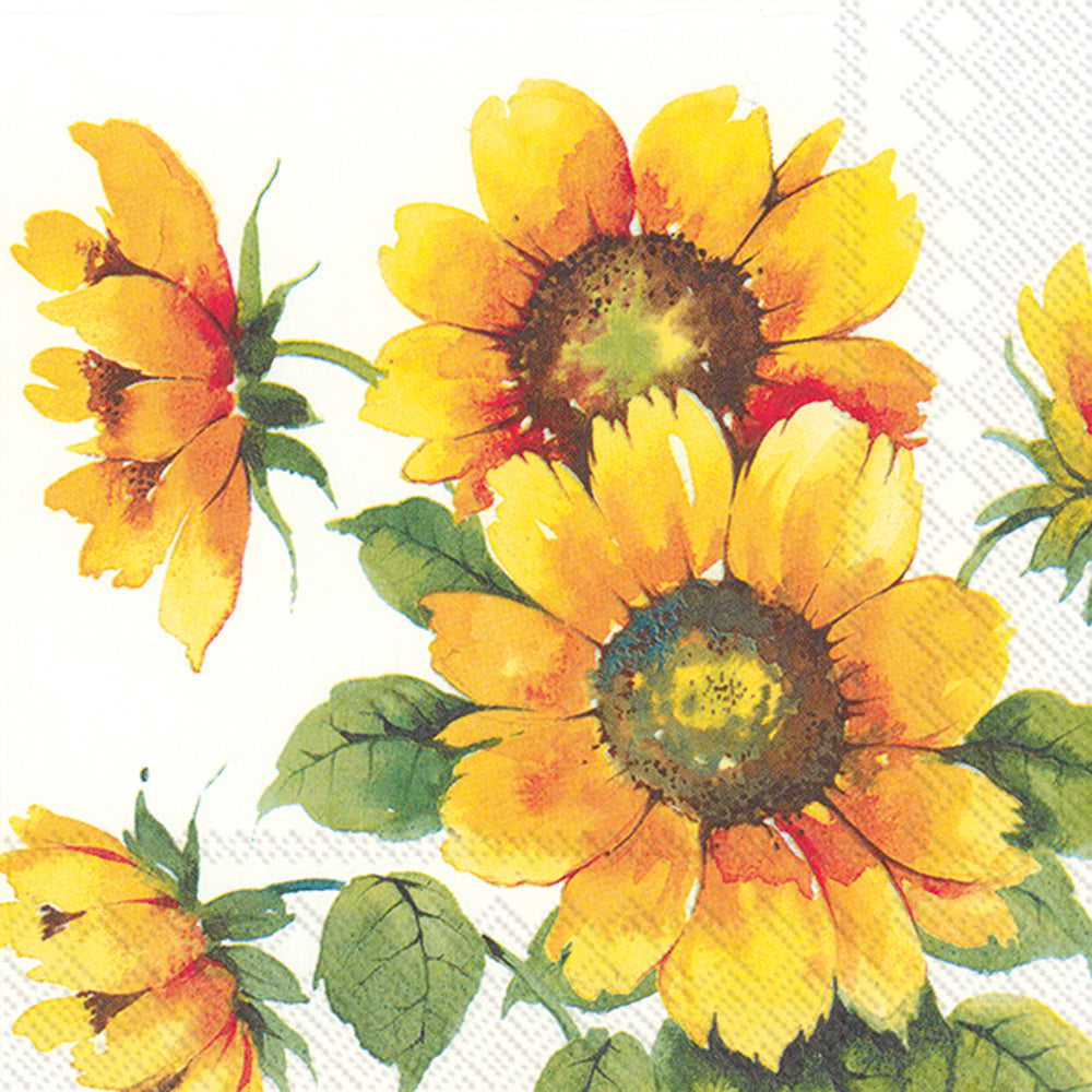 CKTL/COLOURFUL SUNFLOWERS