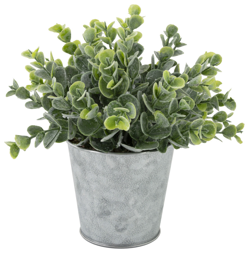 Bushy Sedum Metal Can