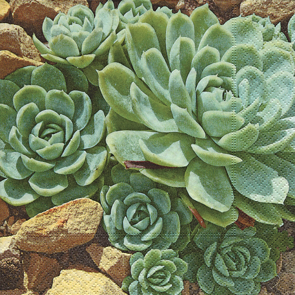 Desert Succulents Cocktail Napkin