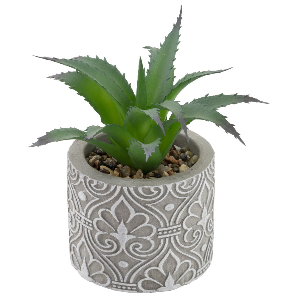 Society Of Succulents (Set of 6)