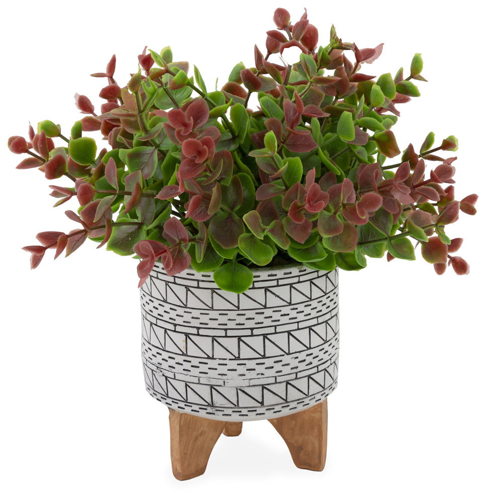 Red Green Sedum White and Black Pot