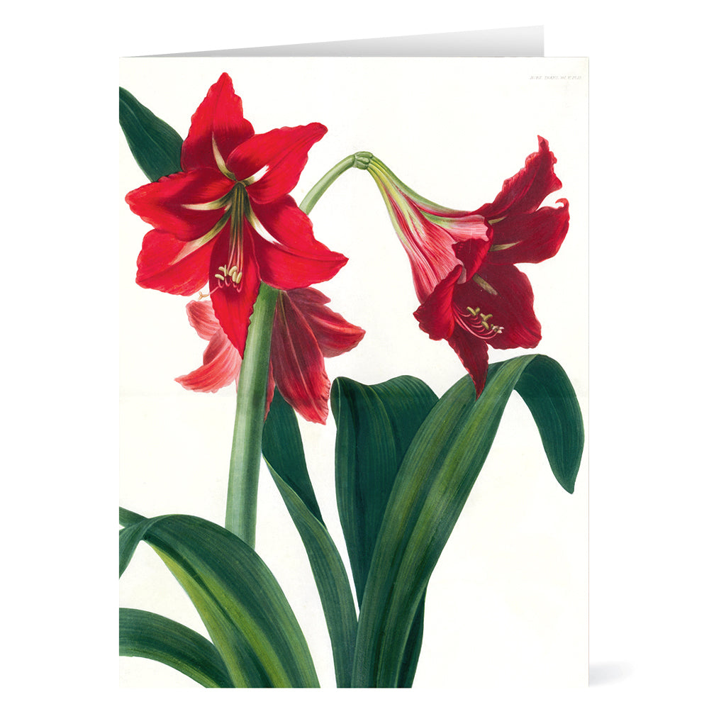 Say Hybrid Amaryllis