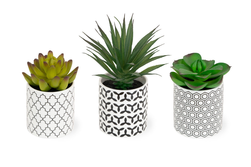 Geometric Succulents (Set of 3)