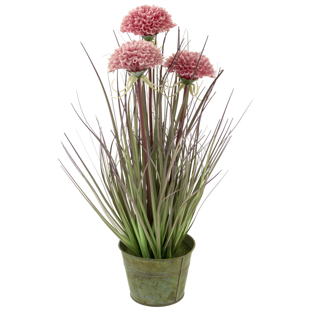 PINK MUMS GRASS PLANT