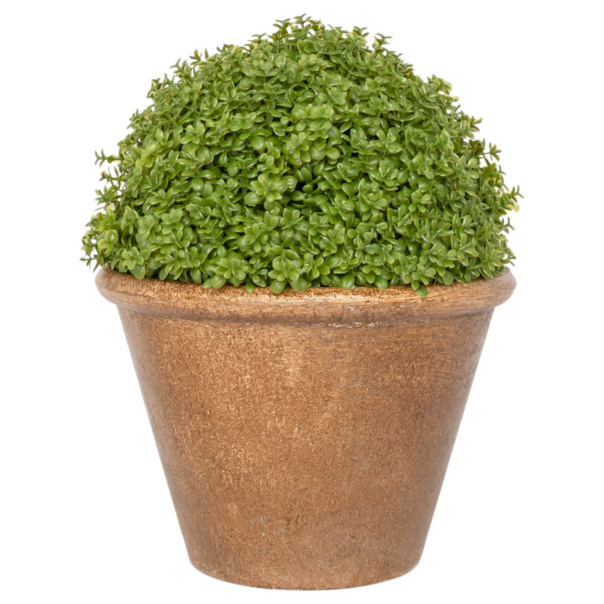 Dotted Thyme In Urn