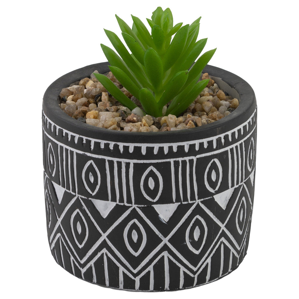 BLACK POT SUCCULENT