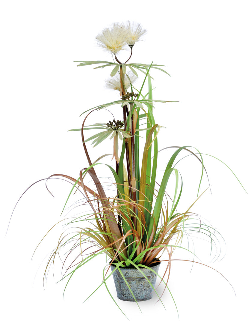 PLUME GRASS 30 in. Height