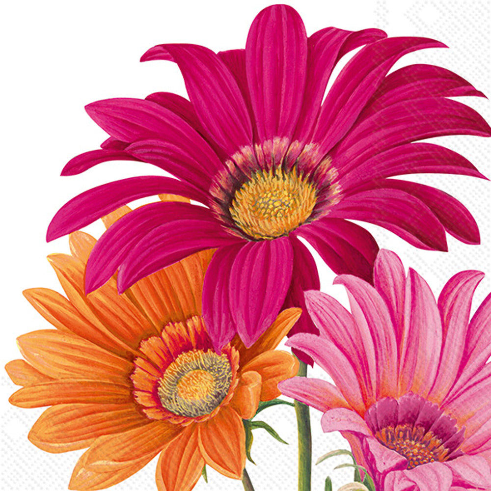 Joyful Gerbera Cocktail Napkin White