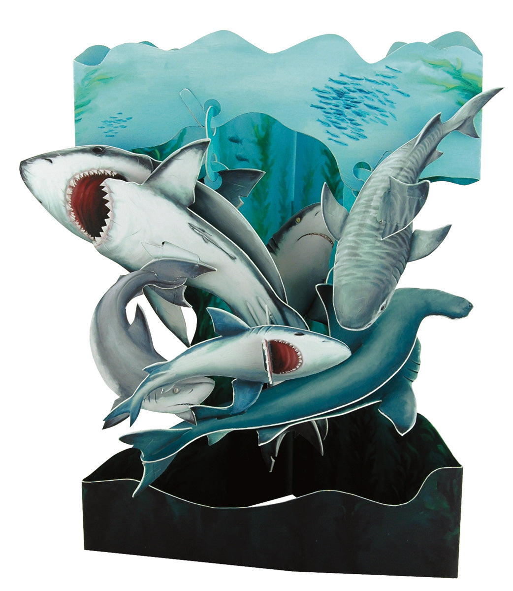 Shark Display Card