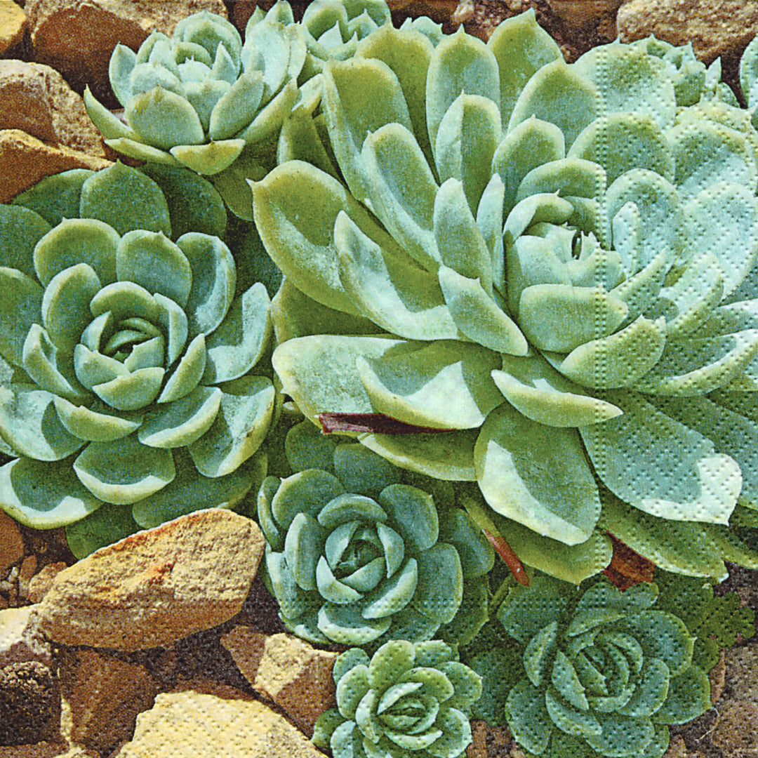 Desert Succulents Lunch Napkin