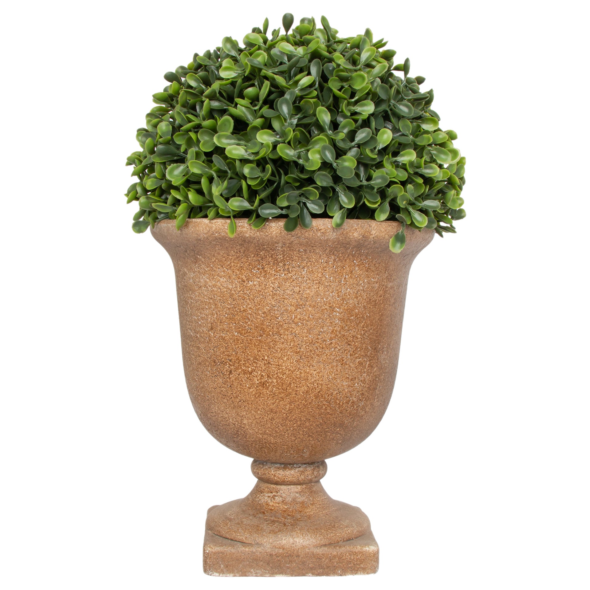 Boxwood In Urn