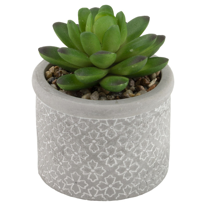 Society Of Succulents (Set of 6)