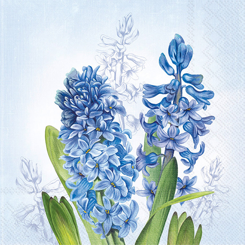 LNCH/HYACINTH blue