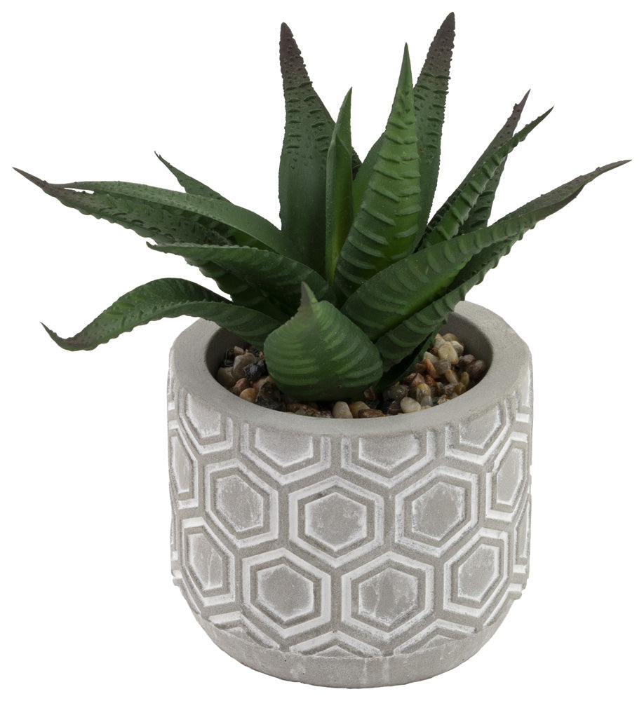 Society Of Succulents (Set of 6)