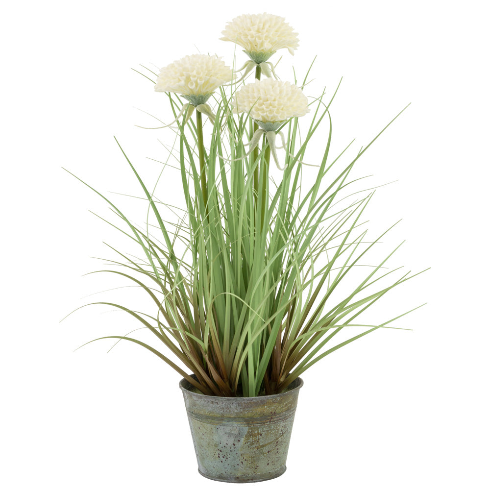 WHITE MUMS GRASS PLANT