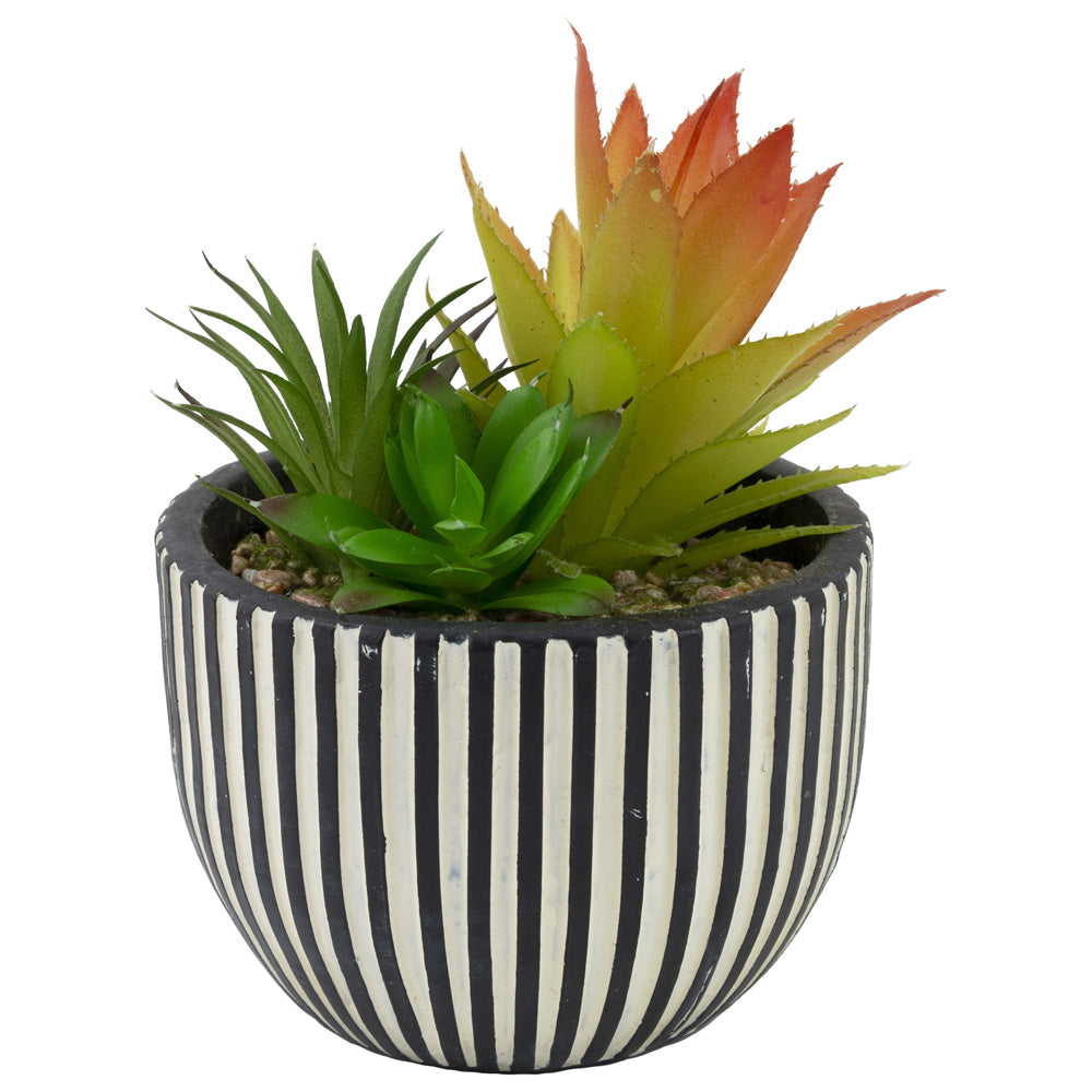 SUCCULENT ARRAY STRIPED POT