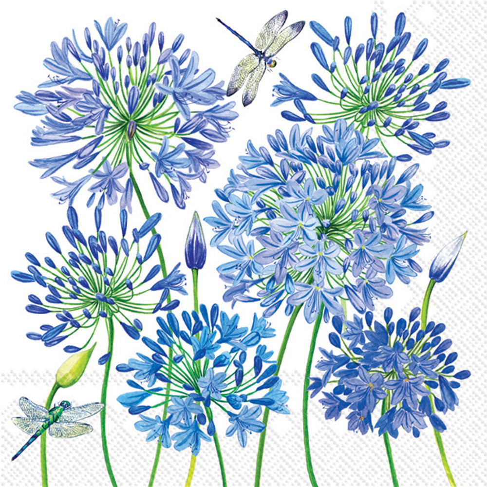 LNCH/AGAPANTHUS