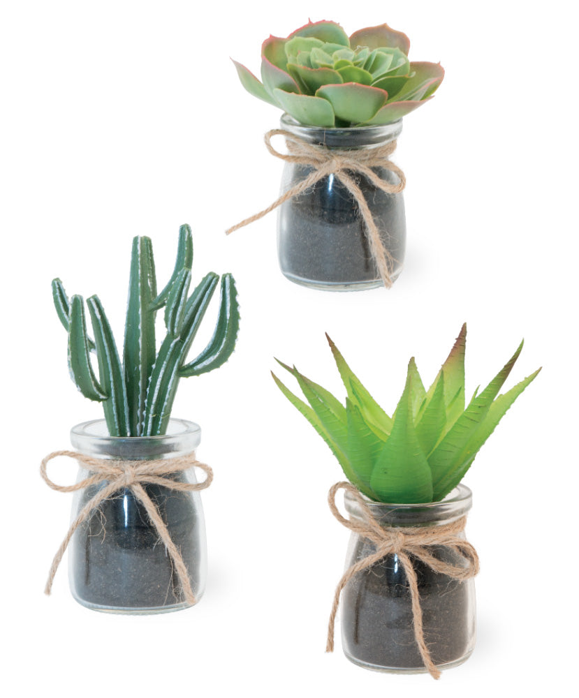 Cactus Glass Jar Plant Assortment (Set of 36)
