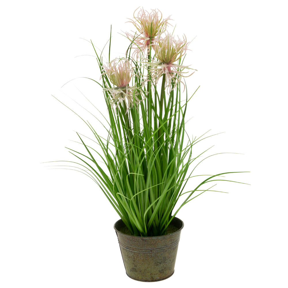 SMALL PINK SEA URCHIN GRASS