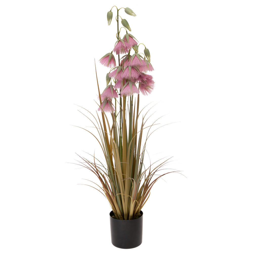 MAUVE PRINCESS FLOWER GRASS