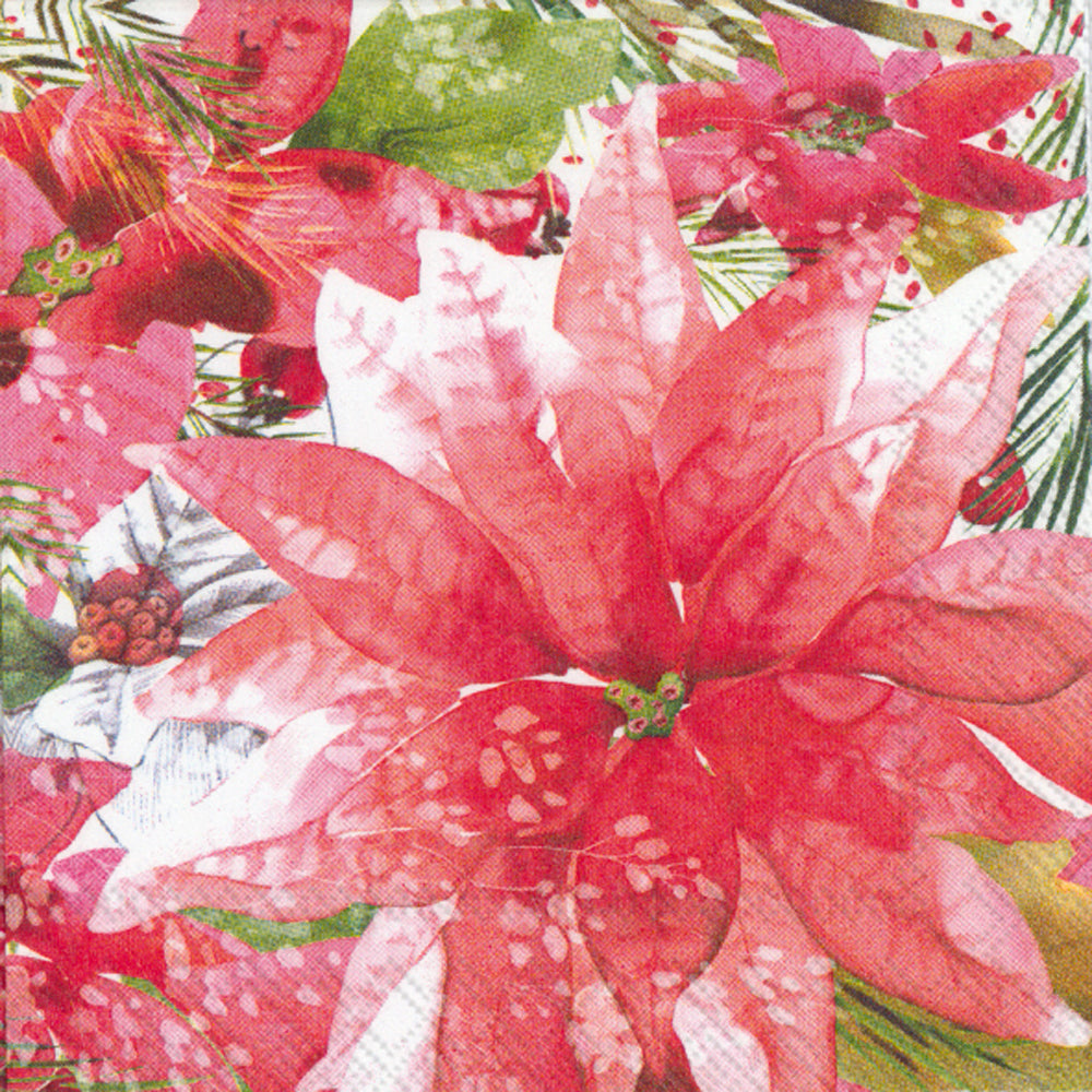 LNCH/AMARYLLIS AND POINSETTIA