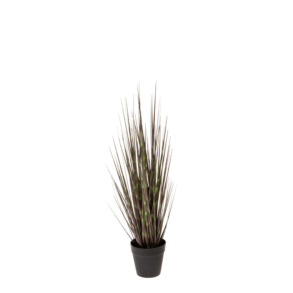 SMALL ZEBRA GRASS 21" BLACK POT