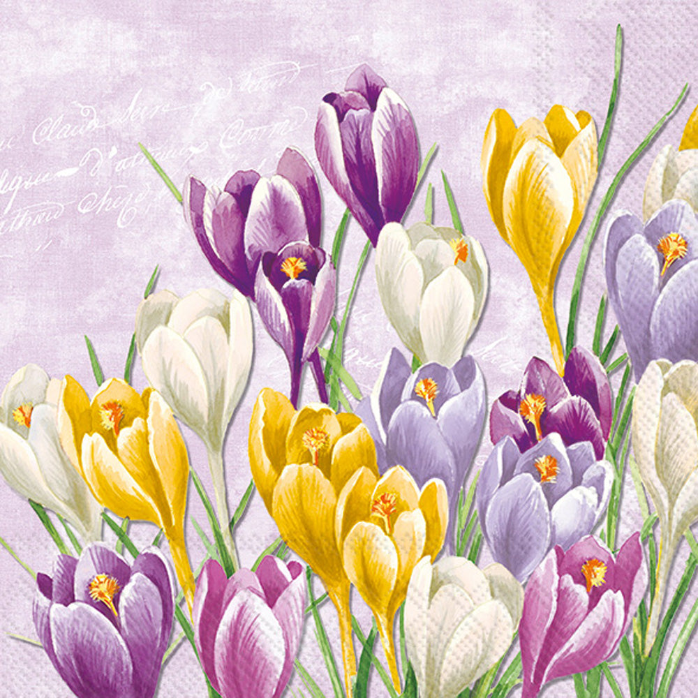 CKTL/BLOOMING CROCUS lilac