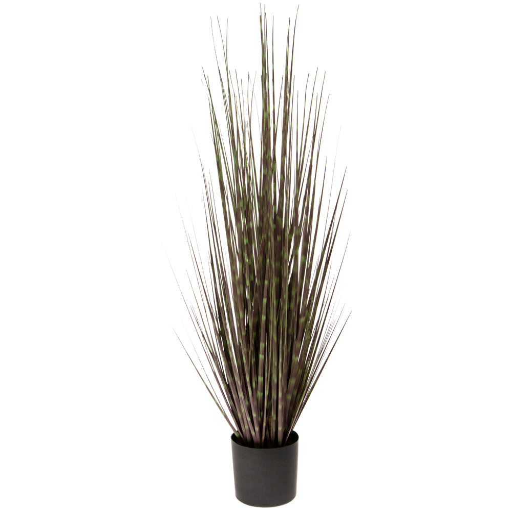 LARGE ZEBRA GRASS 36"  BLACK POT