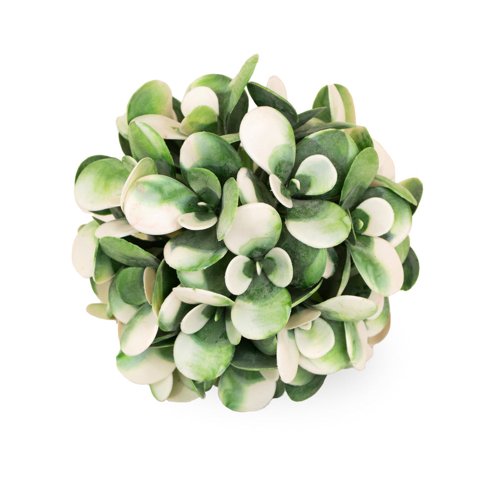 WHITE GREEN SUCCULENT BALL