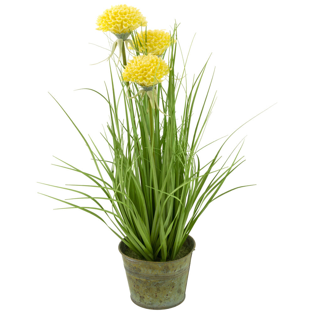 YELLOW MUMS GRASS PLANT