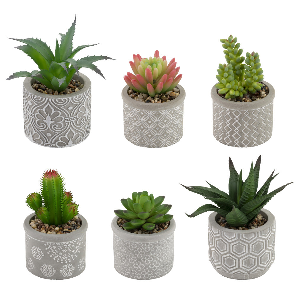 Society Of Succulents (Set of 6)