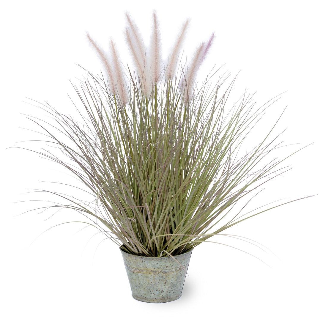 DOGTAIL GRASS