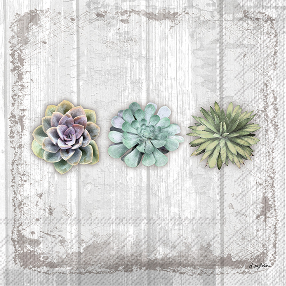 Succulents Still Life Cocktail Napkin