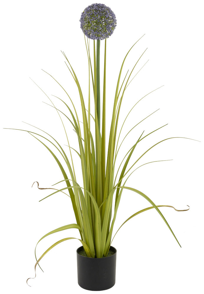 ALLIUM GRASS PLANT